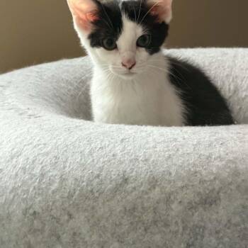 Nellie -  Domestic Short Hair Cat for Adoption - Nellie | PetCurious