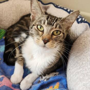 Gemma -  Tabby Cat for Adoption in Marshfield, Wisconsin - Gemma | PetCurious
