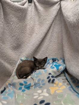 Rescue Domestic Short Hair Cats for Adoption in Winter Haven, Florida - KEEF | PetCurious