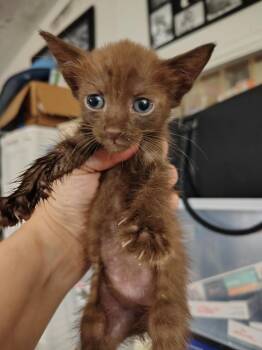 Ember -  Havana and Bengal Cat for Adoption in New Braunfels, Texas - Ember | PetCurious