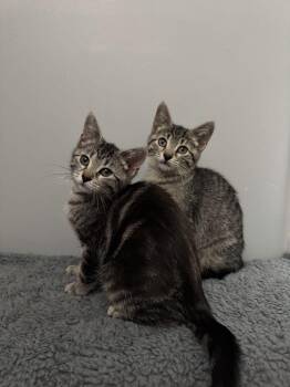 Rescue Tabby Cats for Adoption in Ottawa, Ontario - Dash & Camy | PetCurious