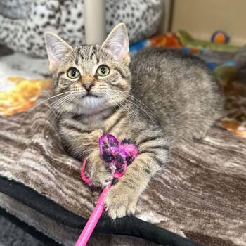 Spaulding -  Domestic Short Hair and Tabby Cat for Adoption in Penn Yan, New York - Spaulding | PetCurious