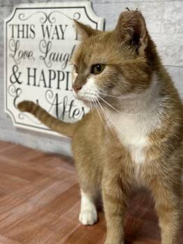Speedy -  Domestic Short Hair Cat for Adoption in Temperance, Michigan - Speedy | PetCurious