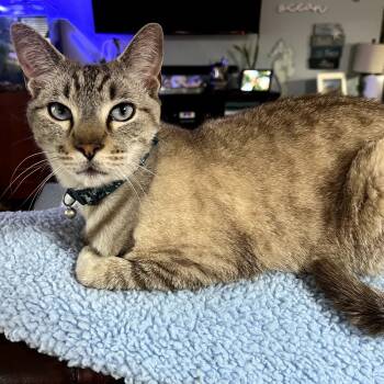 Rescue Siamese and Domestic Short Hair Cats for Adoption in Fort Worth, Texas - Ozuna | PetCurious