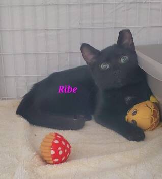 Ribe -  Domestic Short Hair Cat for Adoption in Diamond Springs, California - Ribe | PetCurious