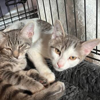 Fabric Softener -  Domestic Short Hair Cat for Adoption in Salisbury, Massachusetts - Fabric Softener | PetCurious