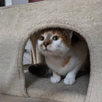 Sierra -  Domestic Short Hair Cat for Adoption in Laredo, Texas - Sierra | PetCurious