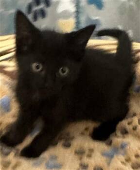 JAMIE -  Domestic Short Hair Cat for Adoption in Rosenberg, Texas - JAMIE | PetCurious