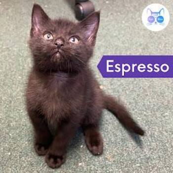 Rescue Domestic Short Hair Cats for Adoption in Penfield, New York - Espresso | PetCurious