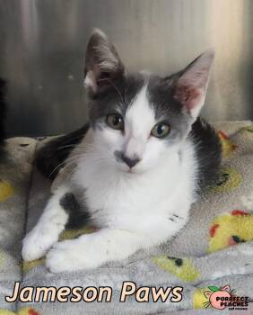 Jameson Paws -  Domestic Short Hair Cat for Adoption in Douglasville, Georgia - Jameson Paws | PetCurious