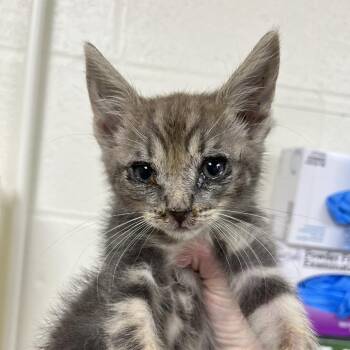 SVAS-Stray-39279 -  Domestic Short Hair Cat for Adoption in Lyndhurst, Virginia - SVAS-Stray-39279 | PetCurious