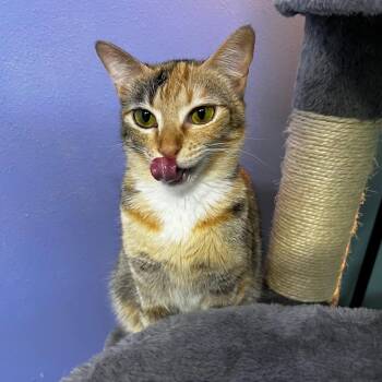 Max Factor -  Domestic Short Hair Cat for Adoption in Nacogdoches, Texas - Max Factor | PetCurious