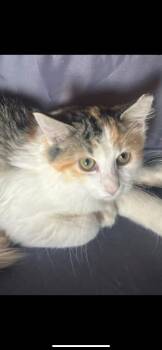 Rescue Domestic Long Hair Cats for Adoption in Price, Utah - Jupiter | PetCurious