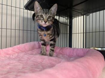 Luke -  Domestic Short Hair Cat for Adoption in Sanford, Florida - Luke | PetCurious