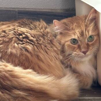 Domestic Long Hair Cats Available for Adoption in West Des Moines, Iowa - Simba | PetCurious