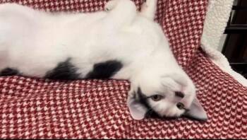 Eeyore -  Domestic Short Hair Cat for Adoption in Pueblo, Colorado - Eeyore | PetCurious