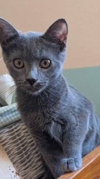 Bluebell -  Domestic Short Hair Cat for Adoption in Phoenix, Arizona - Bluebell | PetCurious