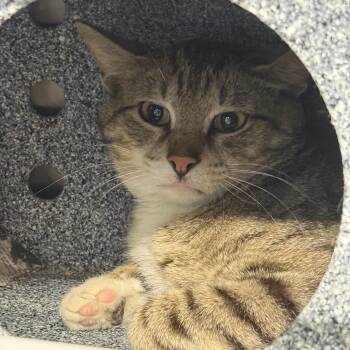 Einstein -  Domestic Short Hair Cat for Adoption in Pauls Valley, Oklahoma - Einstein | PetCurious