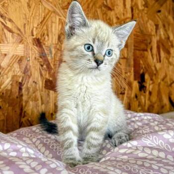 Marsha -  Siamese and Domestic Short Hair Cat for Adoption in Chanute, Kansas - Marsha | PetCurious