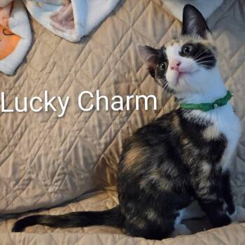 Lucky Charm (green collar) -  Domestic Short Hair Cat for Adoption in Orangevale, California - Lucky Charm (green Collar) | PetCurious