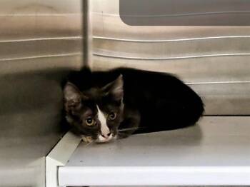 MEMOIR -  Domestic Short Hair Cat for Adoption in St. Louis, Missouri - MEMOIR | PetCurious