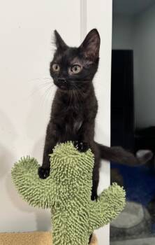 Rescue Domestic Short Hair Cats for Adoption in Brainardsvle, New York - Vanna | PetCurious