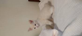 Aspen -  Siamese and Domestic Long Hair Cat for Adoption in San Diego, California - Aspen | PetCurious