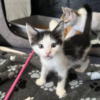 Verranzzano -  Domestic Short Hair Cat for Adoption in Los Angeles, California - Verranzzano | PetCurious
