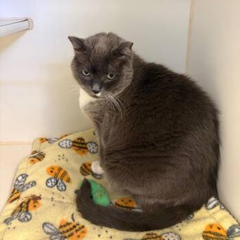 Remy -  Domestic Short Hair Cat for Adoption in Grass Valley, California - Remy | PetCurious