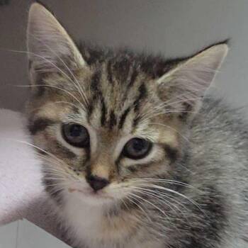 Domestic Short Hair Cats Available for Adoption in Redwood City, California - Macaroni (lavendar Collar) | PetCurious
