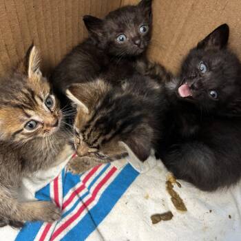Chip -  Domestic Short Hair Cat for Adoption in Philadelphia, Pennsylvania - Chip | PetCurious