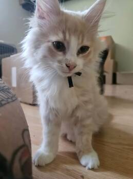 North -  Domestic Long Hair Cat for Adoption in Calgary, Alberta - North | PetCurious