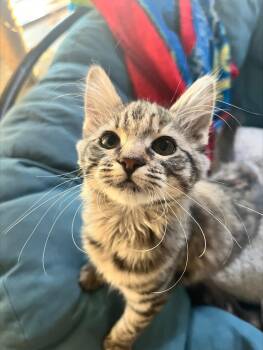 Rescue Domestic Medium Hair Cats for Adoption in Davis, California - Chestnut | PetCurious