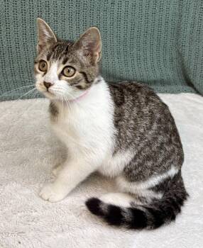 261352  Butterfly -  Domestic Short Hair Cat for Adoption in Wetumpka, Alabama - 261352  Butterfly | PetCurious