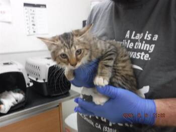 BO PEEP -  Domestic Medium Hair and Domestic Short Hair Cat for Adoption in Oroville, California - BO PEEP | PetCurious