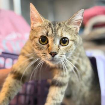Goblin -  Domestic Short Hair Cat for Adoption in Brownsboro, Alabama - Goblin | PetCurious