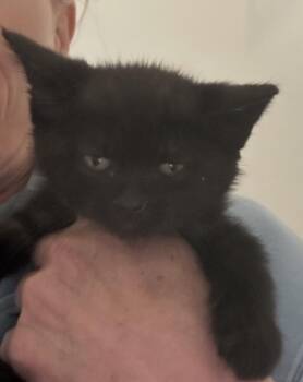 Hope -  Domestic Short Hair Cat for Adoption in Poplar Grove, Illinois - Hope | PetCurious