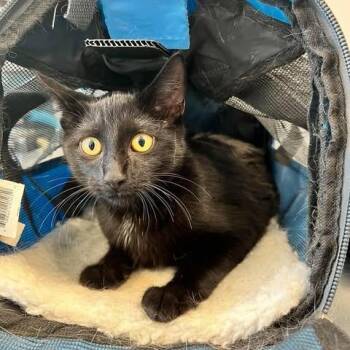 Luna -  Domestic Short Hair Cat for Adoption in Edwardsville, Illinois - Luna | PetCurious