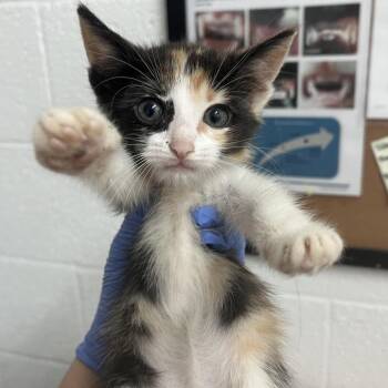 Domestic Short Hair Cats Available for Adoption in Edinburg, Texas - Patricia | PetCurious