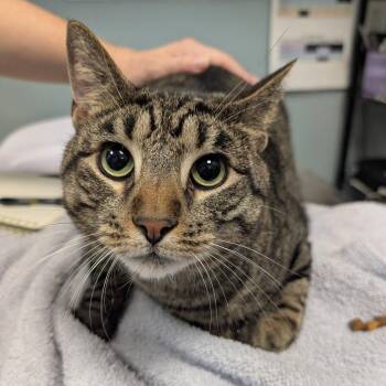 Tiger -  Domestic Short Hair and American Shorthair Cat for Adoption in New Castle, Delaware - Tiger | PetCurious