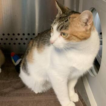 Domestic Short Hair Cats Available for Adoption - Emerald | PetCurious