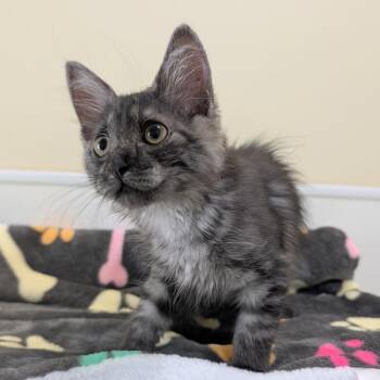 Cilantro -  Domestic Medium Hair Cat Available for Adoption in Kailua-kona, Hawaii - Cilantro | PetCurious