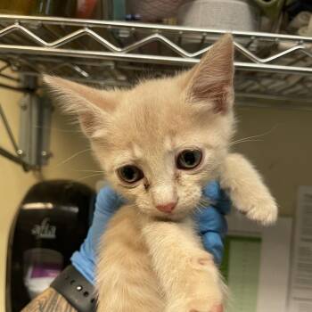 Waffles -  Domestic Short Hair Cat for Adoption in Pasadena, California - Waffles | PetCurious