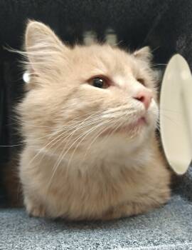 Rescue Domestic Medium Hair Cats for Adoption in Pocatello, Idaho - Puff 45429 | PetCurious