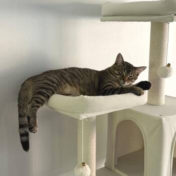 Tender -  Domestic Short Hair Cat for Adoption in Chicago, Illinois - Tender | PetCurious