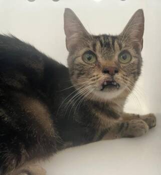 Truffle -  Domestic Short Hair Cat for Adoption - Truffle | PetCurious