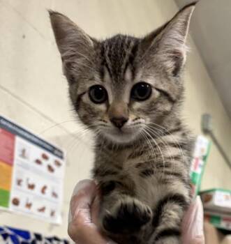 Domestic Short Hair Cats Available for Adoption in Pensacola, Florida - FRESCA | PetCurious