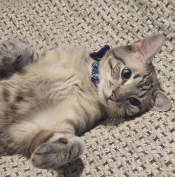 (CP) Omar -  Tabby and Domestic Short Hair Cat for Adoption in North Highlands, California - (CP) Omar | PetCurious