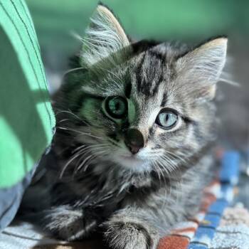 Blue -  Domestic Medium Hair Cat for Adoption in Matteson, Illinois - Blue | PetCurious