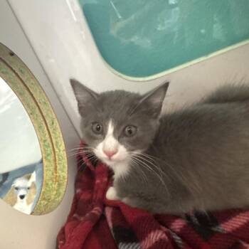 Sahara -  Domestic Short Hair Cat for Adoption in Lake Jackson, Texas - Sahara | PetCurious